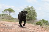 CANE CORSO 300